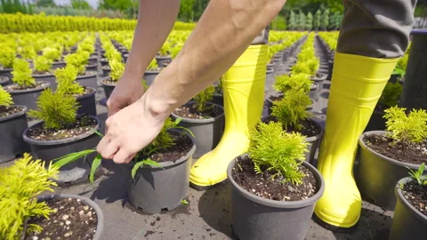Young man working in greenhouse. Stock Footage 212466913