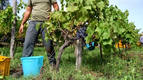 Young man working in his vineyard during the harvest in Sicily, Etna Video stock 116622863