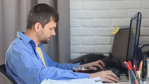 A young man works at a computer at home, next to a table lies a dark gray cat Stock Footage 127570211