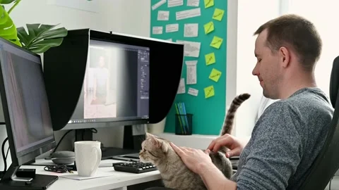 A young man works on a computer at home. Stroking a cat of Scottish breed. Stock Footage 135149059