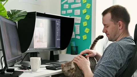 A young man works on a computer at home. Stroking a cat of Scottish breed. 库存影片 135149318