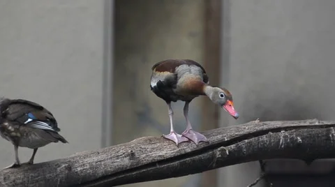 Young mandarin ducks sitting on a bench Stock Footage 64951584