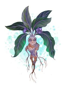 Young mandrake Stock Illustration