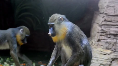 Young mandrill Stock Footage 89133162