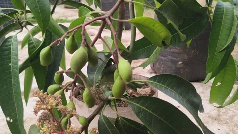 Young mango fruit growing on tree branch 库存影片 348708675