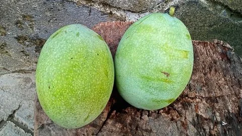 Young mango fruit Stock Photos