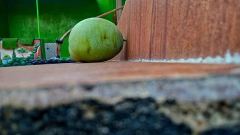 Young mango fruit Foto stock