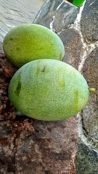 Young mango fruit Stock Photos