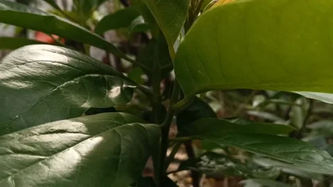 Young mango leaves that are still green Stock Footage 219906671
