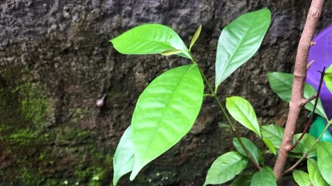 Young mango leaves blown by the wind Stock Footage 224248077