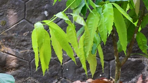 Young Mango Leaves Swaying in Light Breeze Close Up Video stock 332155190