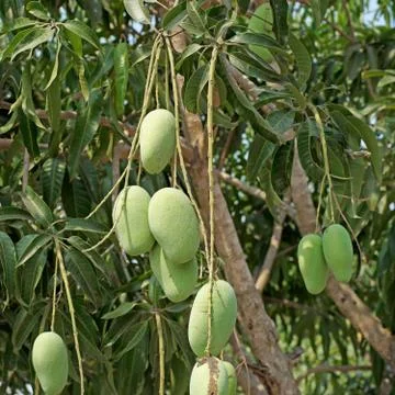 Young mango on mango tree Stock Photos