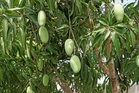 Young mango on mango tree Stock Photos
