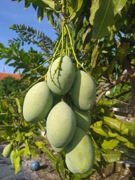 Young mango Stock Photos