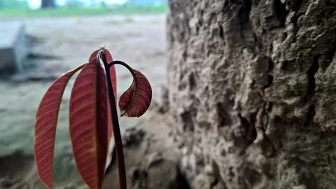Young Mango Sprout With Red Leaves Near Tree Trunk Stock Footage 341961166