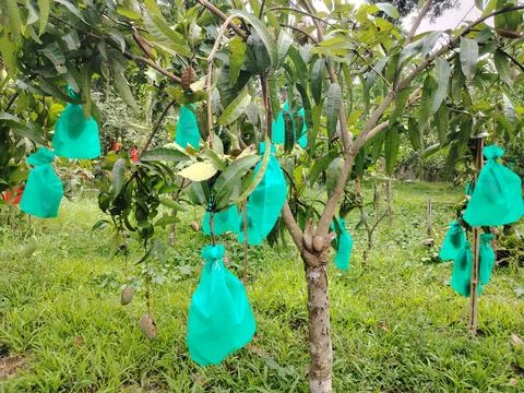 Young mango tree branches adorned with numerous immature mango fruits prote.. 写真素材