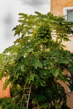 Young mango tree with a group of young mangos growing Stock-Fotos