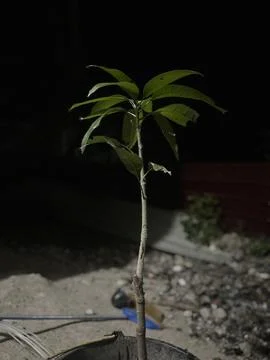 Young Mango Tree Sapling Growing In Pot With Dark Background Stock Photos