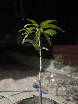 Young Mango Tree Sapling Growing In Pot With Dark Background Stock Photos