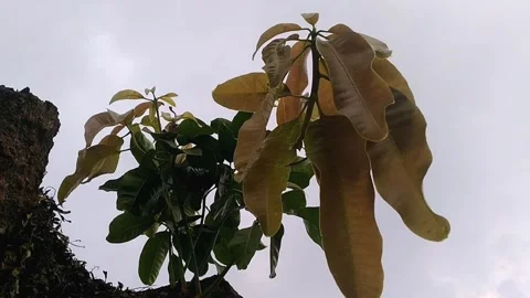 Young mango tree shoots swaying gently against a dramatic twilight sky at sunset Stock Footage 340780861
