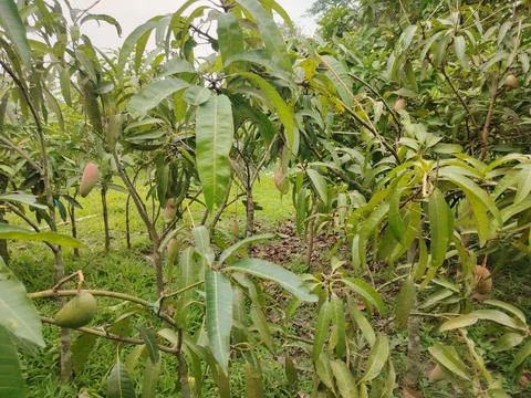 Young mango trees with developing green and ripe fruits growing in an orcha.. Fotos Stock