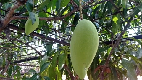 Young mangoes Stock Footage 221823429