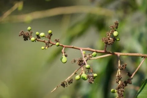 Young Mangoes Growing on Tree Stock Photos