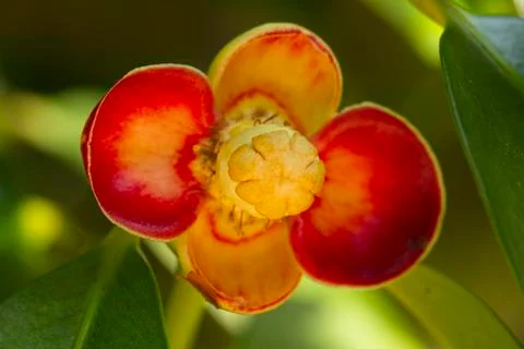 Young mangosteen on tree Foto stock