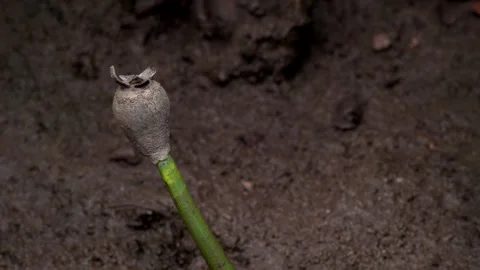 Young Mangrove Propagule Growing in Mud Stock-Footage 340180157