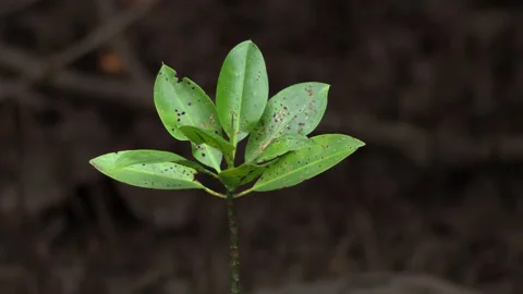 Young mangrove seedling on dark background Stock Footage 339826708