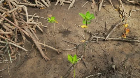 Young Mangrove Seedlings Emerging from Muddy Coastal Shore Stock Footage 339384083