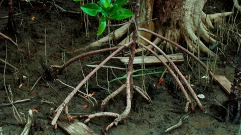 Young mangrove tree with exposed aerial roots in coastal habitat Vídeo Stock 343497626