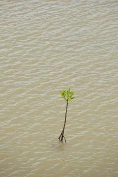 Young mangrove tree Stock Photos
