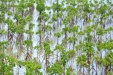 Young mangrove tree Stock Photos