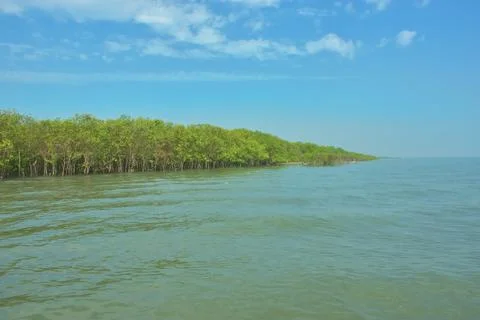 Young Mangrove Trees During High Tide in Bakkhali River Bangladesh Stock Photos