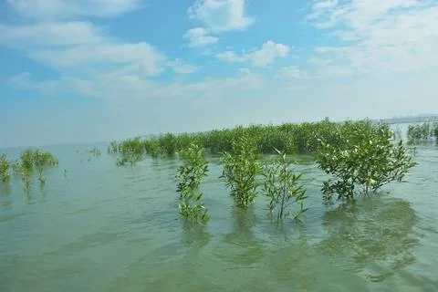 Young Mangrove Trees During High Tide in Bakkhali River Bangladesh Stock Photos