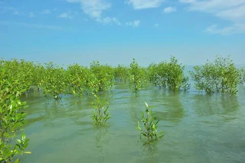 Young Mangrove Trees During High Tide in Bakkhali River Bangladesh Stock Photos