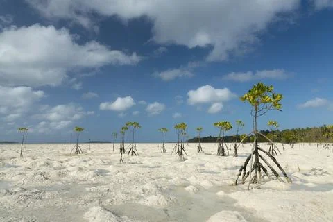 Young mangrove trees forest planted as an environmental conservation project Stock Photos