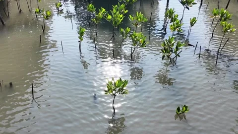 Young mangrove trees growing in shallow water with bright sunlight reflection 스톡 동영상 332292564