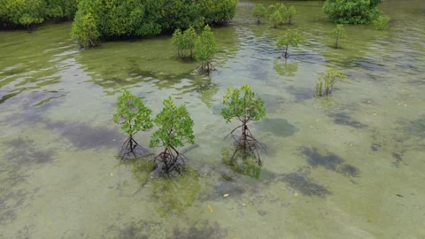 Young Mangroves and Root Reflections in Puerto Princesa Stock Footage 336302454