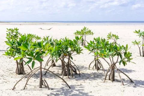 Young mangroves Stock Photos