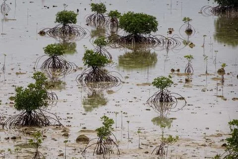 Young mangroves Stock Photos