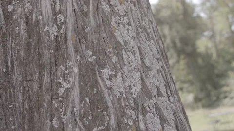 A young man's hand touching the bark of a tree Stock Footage 135396448