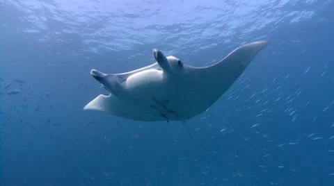 Young Manta Ray hesitates in front of viewer Stock Footage