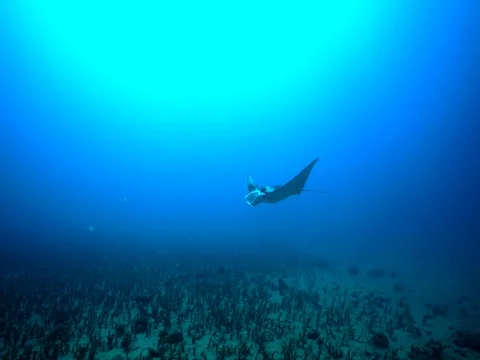 Young manta ray swims closely by Stock Footage 80573920