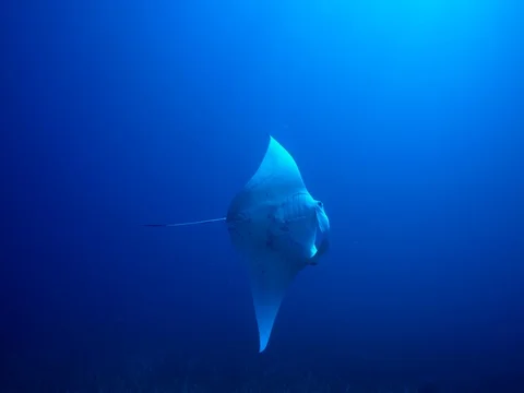 Young manta ray swims closely by Stock Footage 80574212