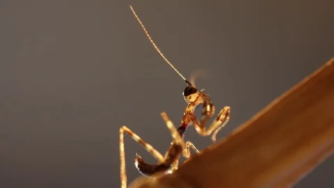 Young mantis in evening light, macro footage 1080p, slow motion x2 Stock Footage 76373905