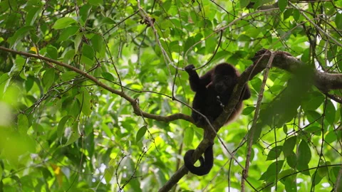 Young mantled howler monkey in a tree Stock Footage 288040139