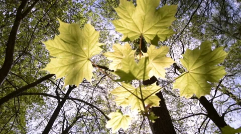 Young maple and the sun Stock-Footage 63176178