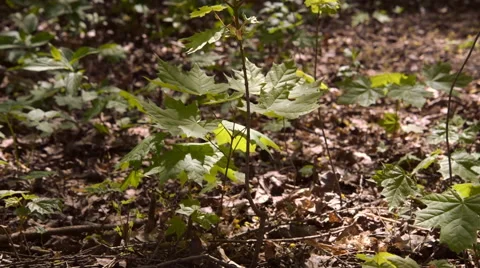 Young maple Stock-Footage 63175907